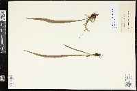 Polytaenium lineatum image