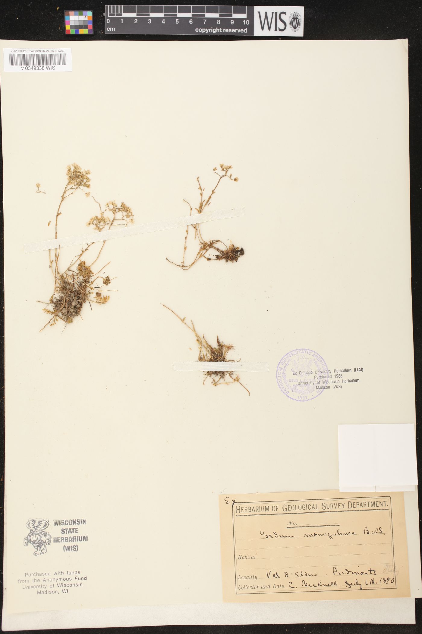 Sedum monregalense image