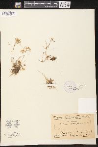 Sedum monregalense image