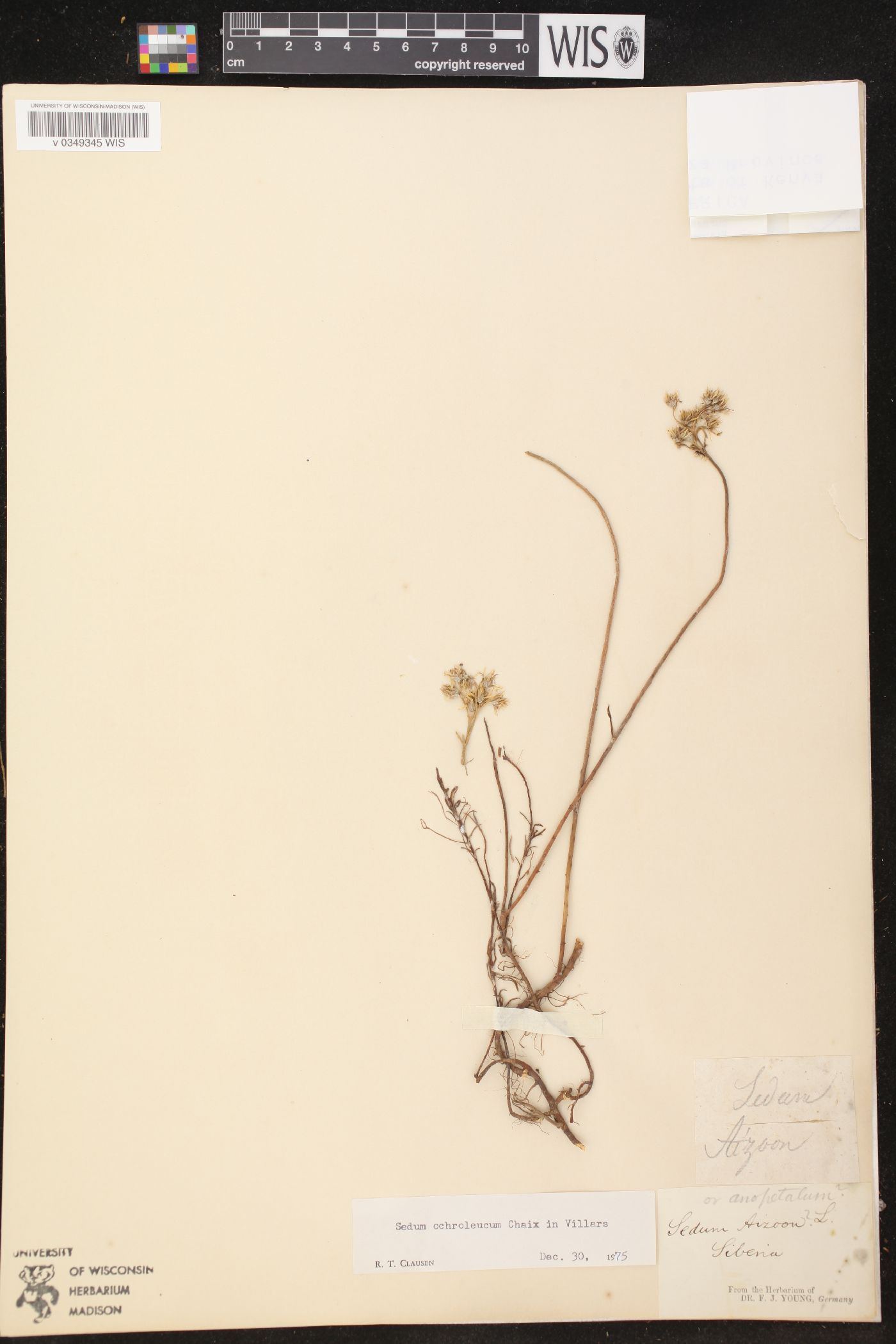 Sedum ochroleucum image