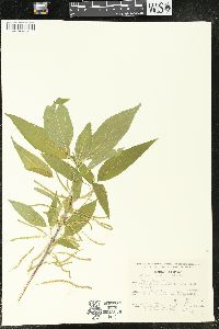 Acalypha schiedeana image