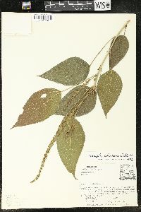 Acalypha schiedeana image