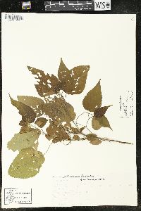 Acalypha schiedeana image