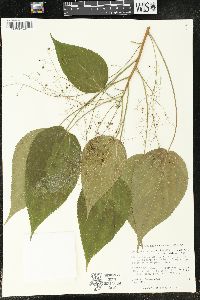 Acalypha schlechtendaliana image