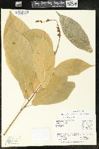 Acalypha skutchii image