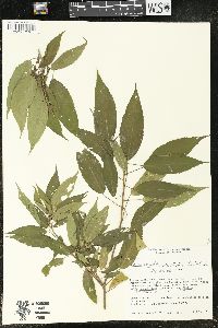 Acalypha stenoloba image