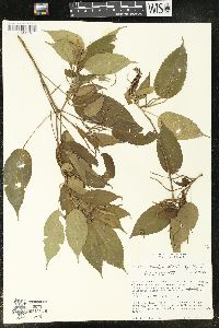 Acalypha stenoloba image