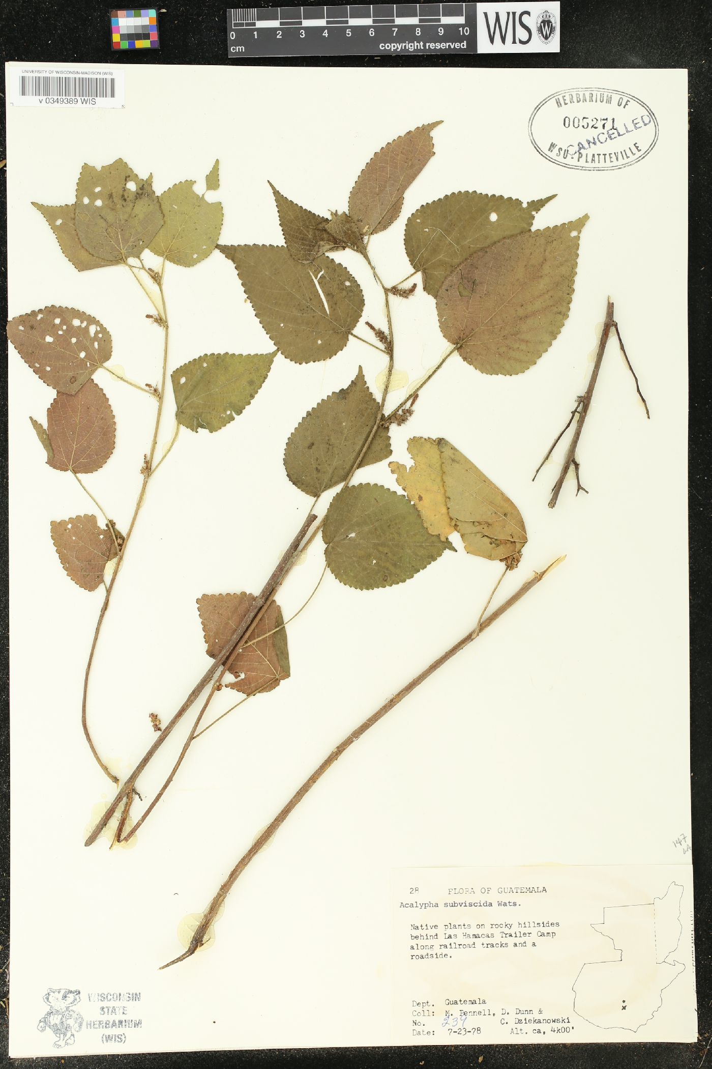 Acalypha subviscida image