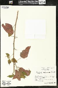 Acalypha subviscida image