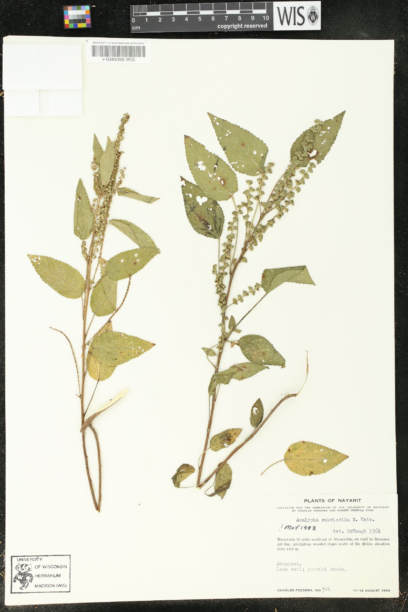 Acalypha subviscida image
