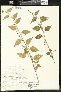 Acalypha synoica image