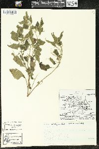 Acalypha vagans image