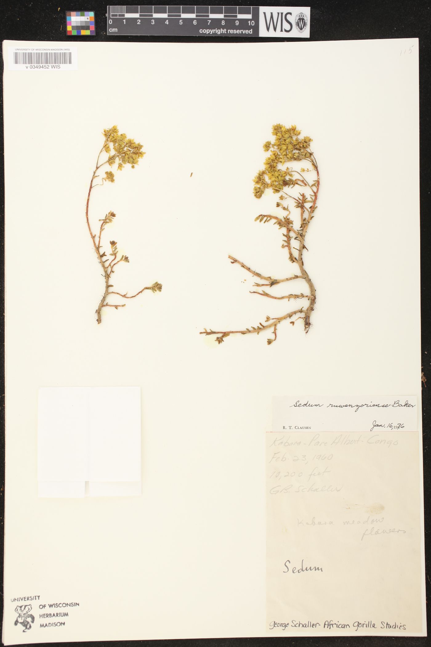 Sedum ruwenzoriense image