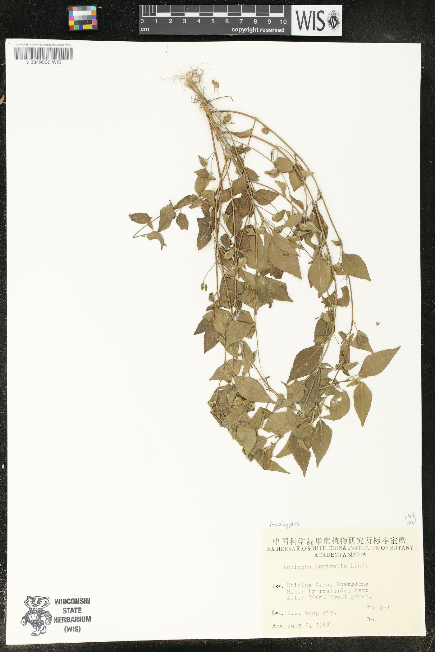 Acalypha australis image