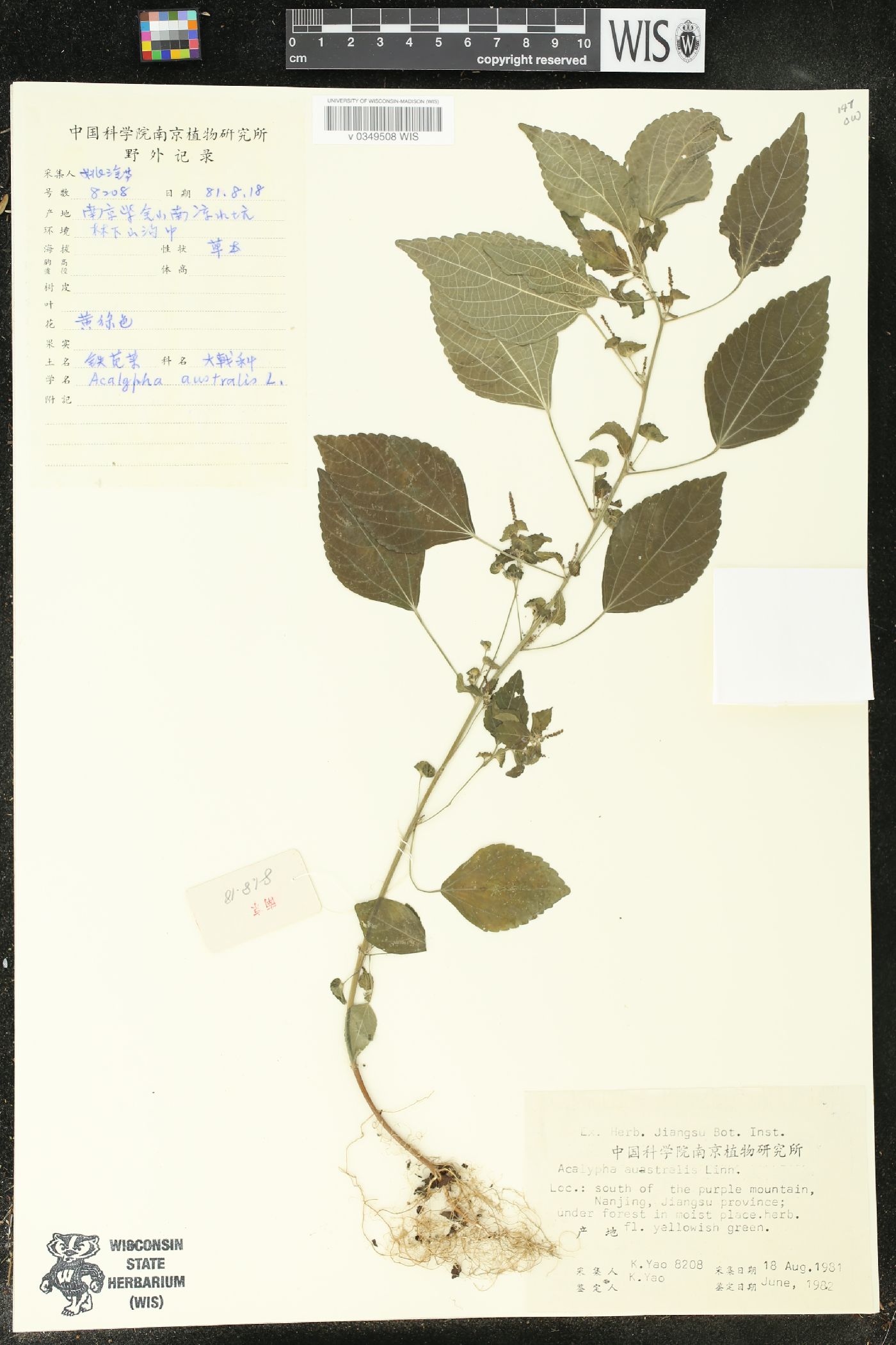Acalypha australis image