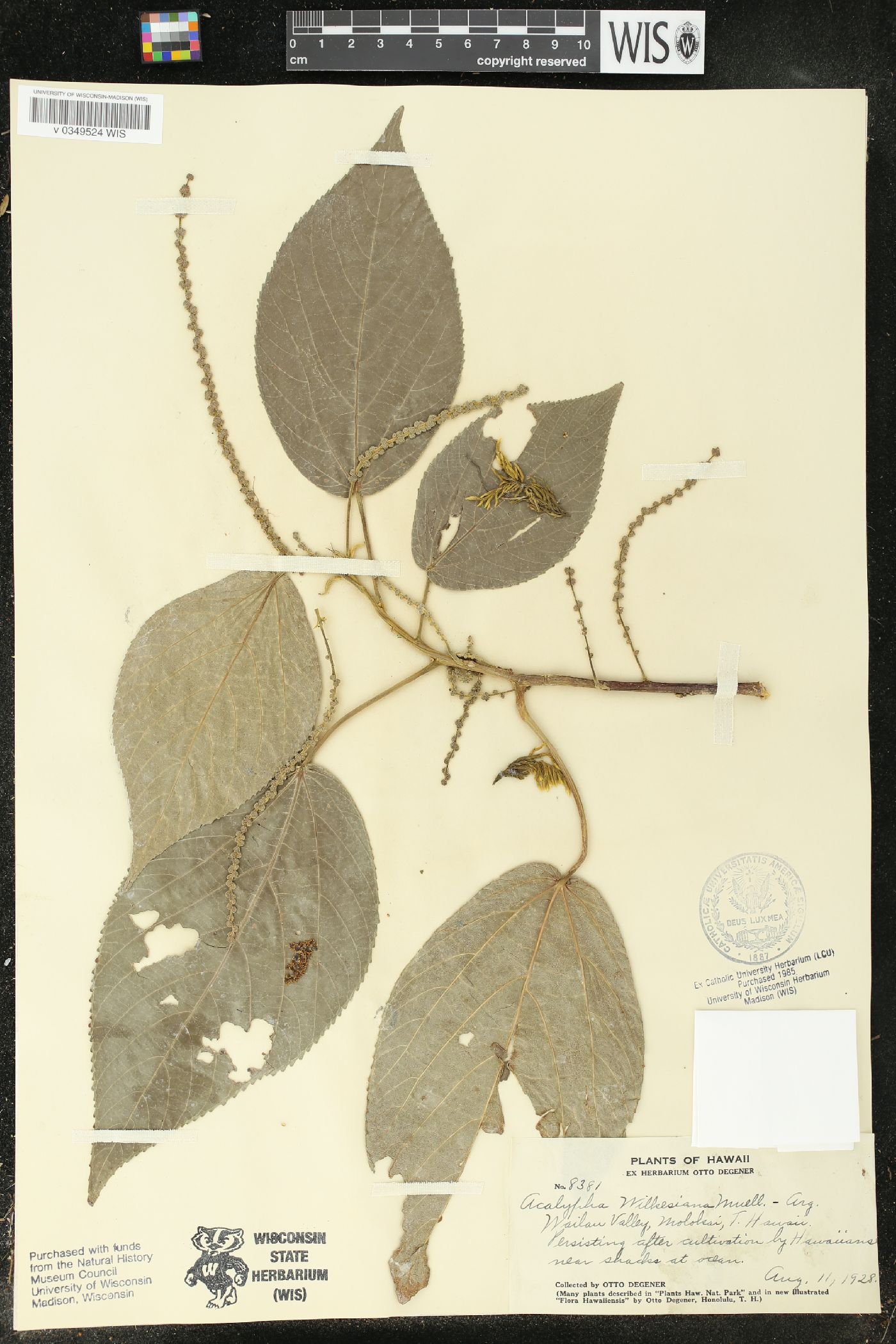 Acalypha wilkesiana image