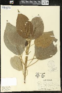 Acalypha wilkesiana image