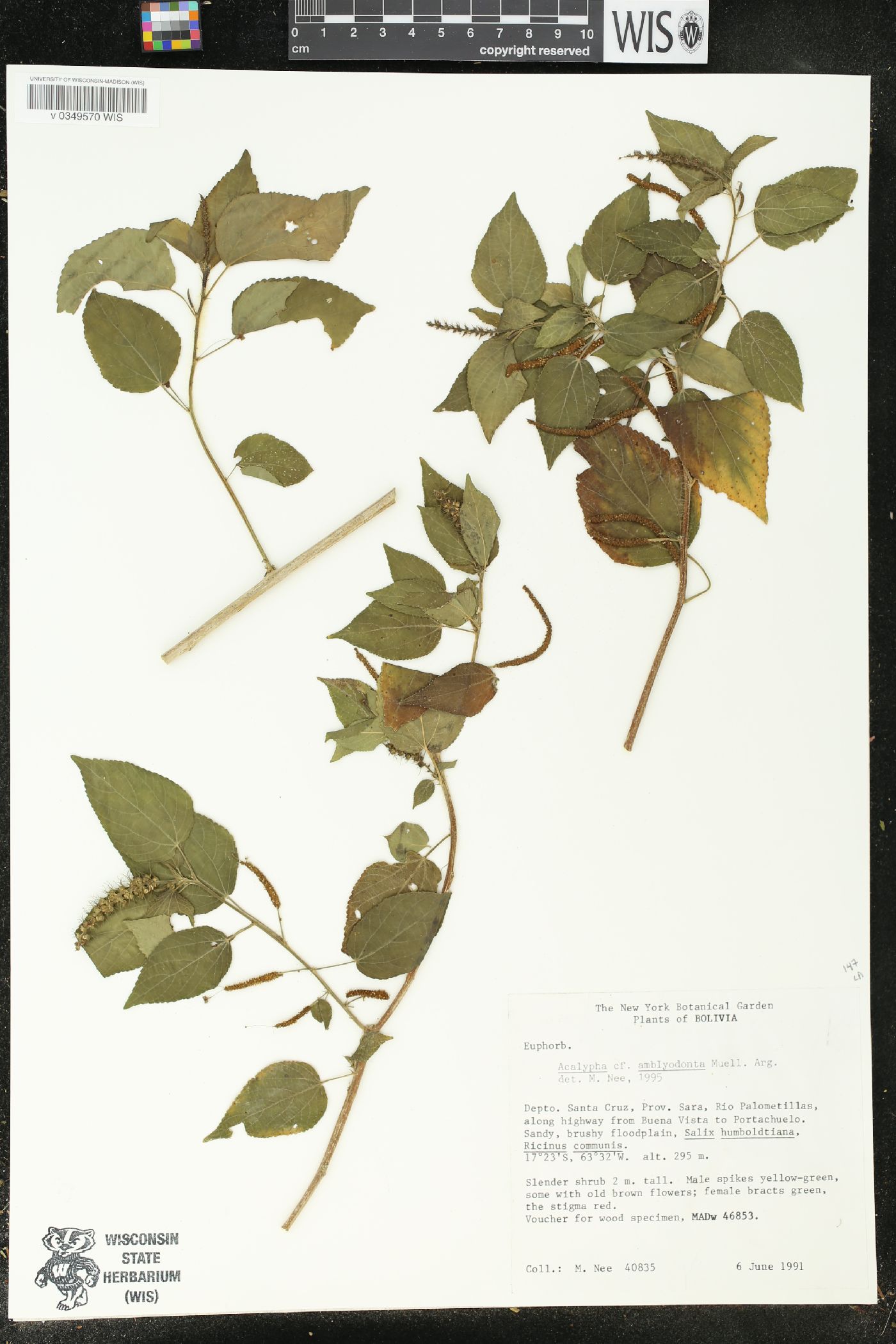 Acalypha amblyodonta image