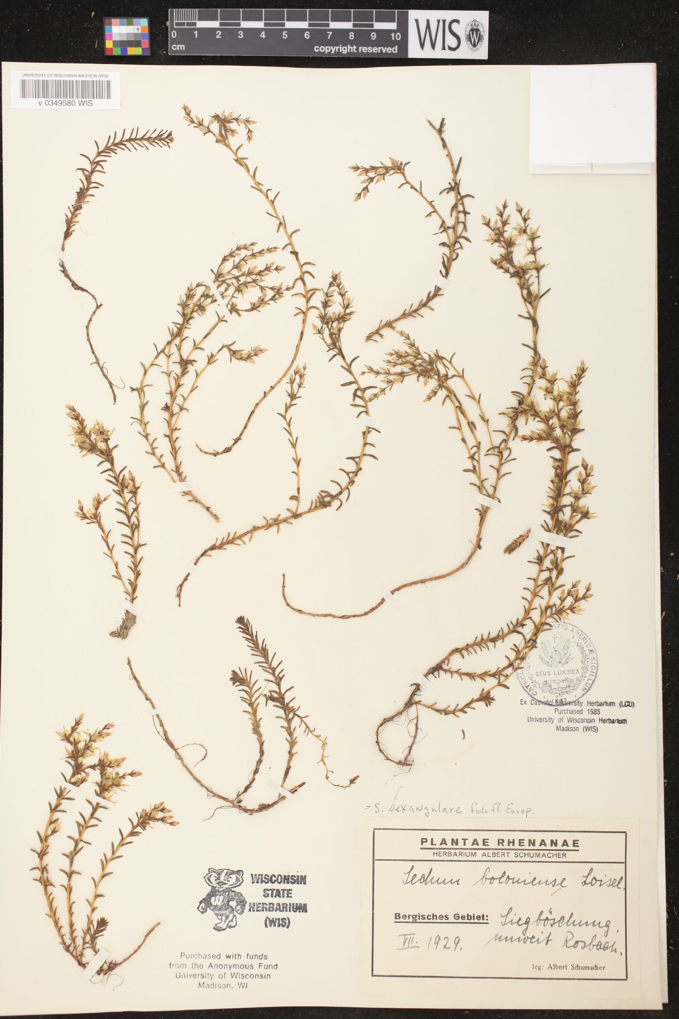 Sedum sexangulare image