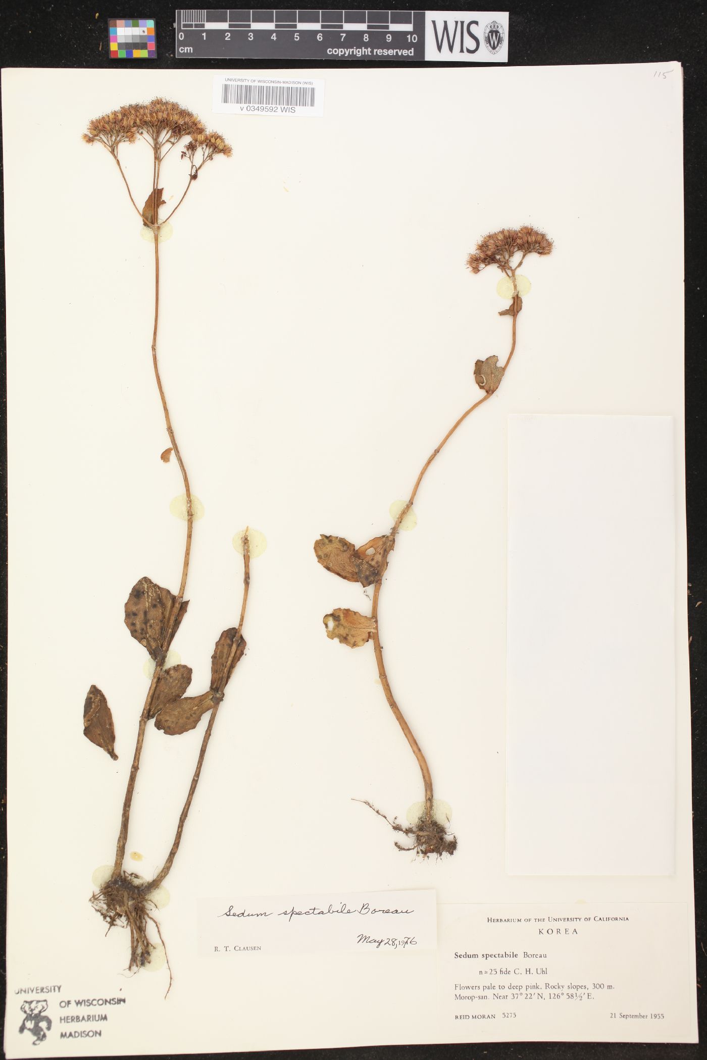 Sedum spectabile image