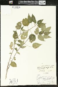 Acalypha vagans image