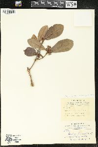 Aextoxicon punctatum image