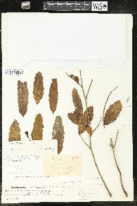 Image of Alchornea castaneifolia