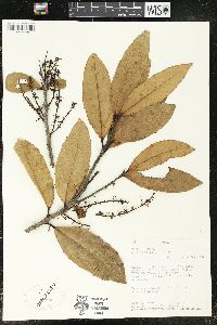 Alchornea latifolia image