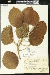 Image of Alchornea sidifolia