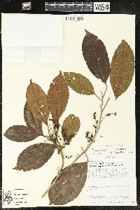 Alchorneopsis floribunda image