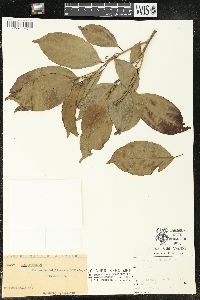 Alchorneopsis floribunda image