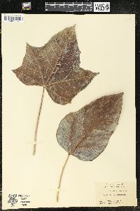 Media resource of Aleurites moluccana