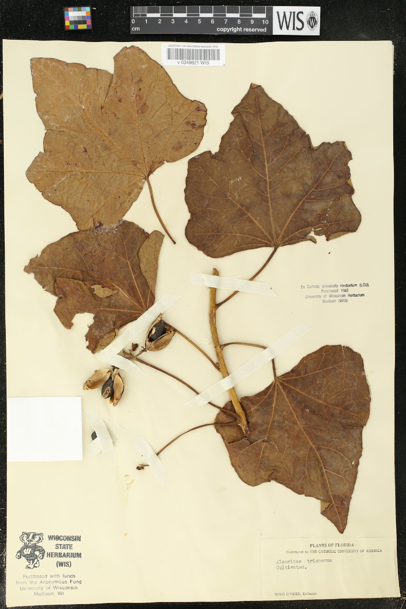 Aleurites trisperma image