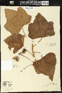 Media resource of Aleurites trisperma