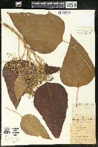 Aleurites moluccana image