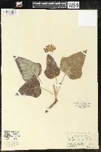 Aleurites moluccana image