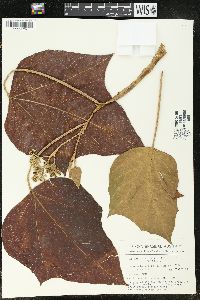 Aleurites moluccana image