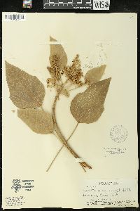 Aleurites moluccana image