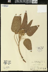 Aleurites moluccana image