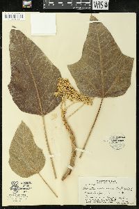Aleurites moluccana image