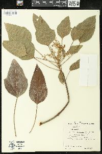 Aleurites moluccana image