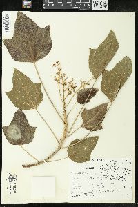 Aleurites moluccana image
