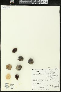 Aleurites moluccana image