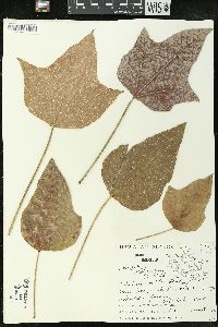 Aleurites moluccana image