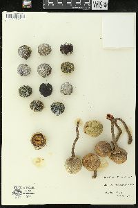 Aleurites moluccana image