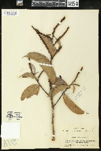 Amanoa guianensis image