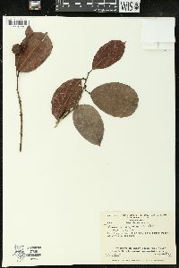 Amanoa guianensis image