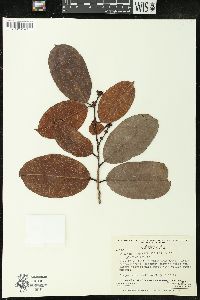 Amanoa guianensis image