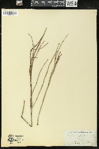 Amperea xiphoclada var. xiphoclada image