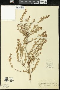 Andrachne phyllanthoides image